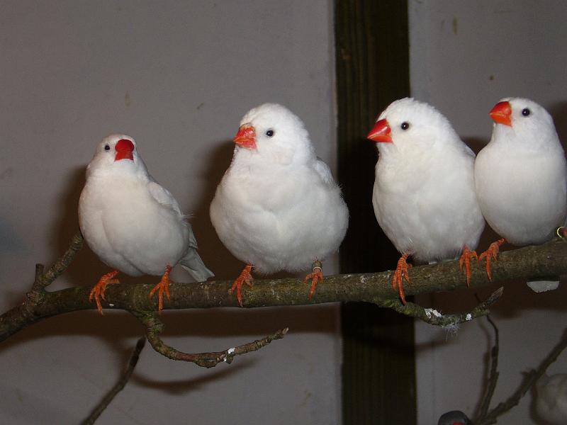 Mastholte 2008 156.jpg - Jugendbetreuung während der Rassegeflügelschau Mastholte 2008  Schätzspiel "wie viele Zebrafinken sind in der Vogelvoliere?"